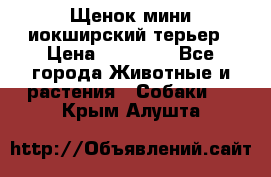 Щенок мини иокширский терьер › Цена ­ 10 000 - Все города Животные и растения » Собаки   . Крым,Алушта